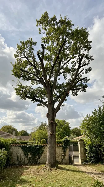 Élagage d'arbre Saint-Brieuc
