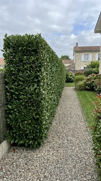Taille de haies Saint-Brieuc